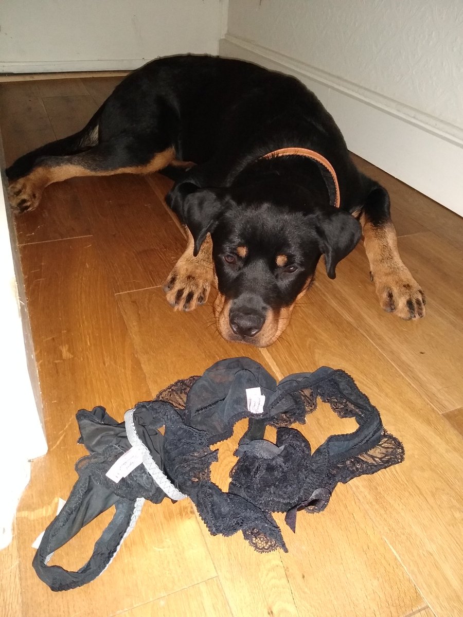 The case of "The Disappearing Underwear" finally solved!! When your 6 month old #Rottweiler puppy loves <a href="/TheMissAP/">Agent Provocateur</a> knickers as much as you do! Bring on the sales!