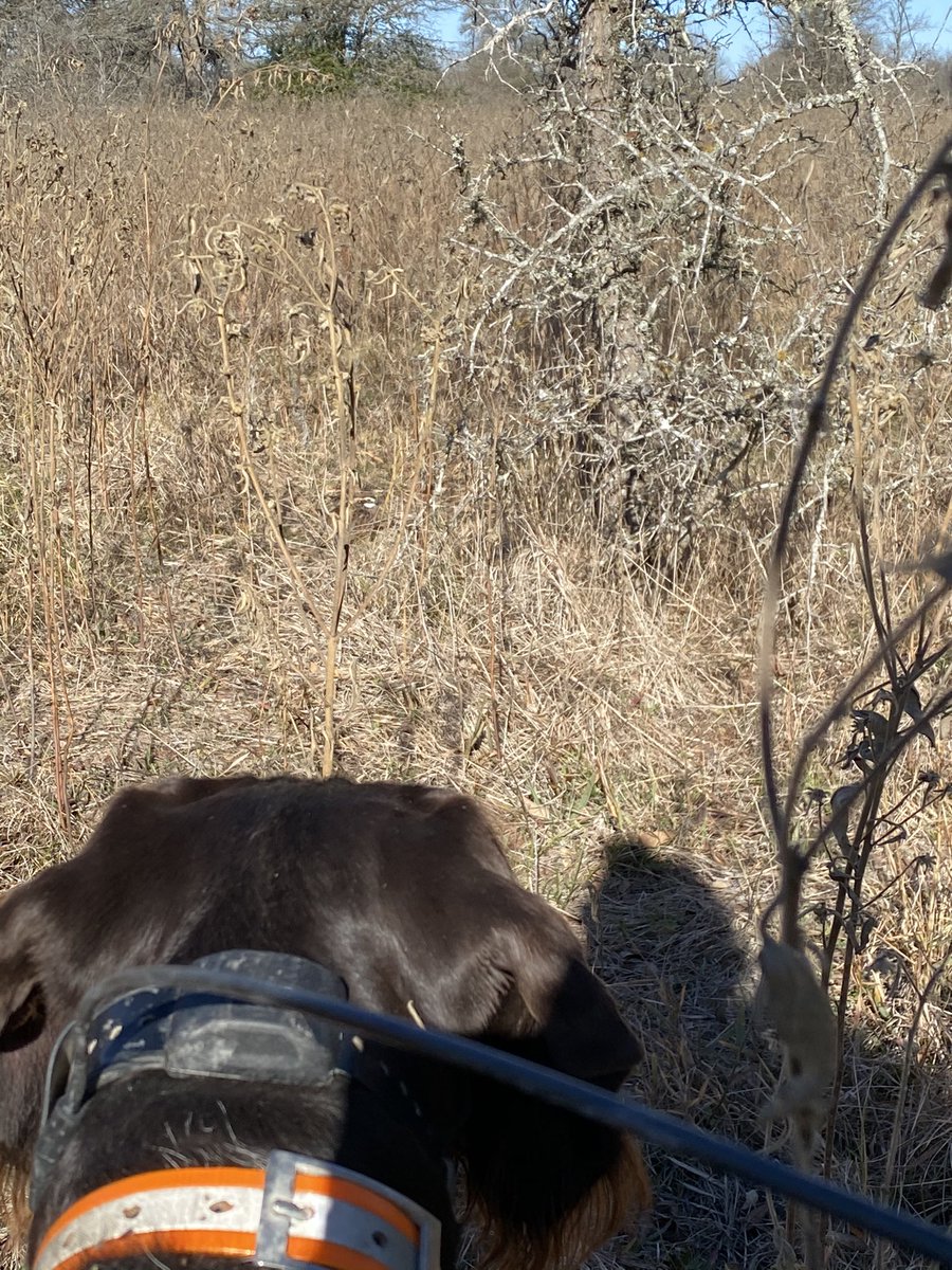 jchotz's tweet photo. The rare #DotPoint appears on Christmas Eve! We’re working on point then flush on command and then stand and don’t chase. She knows each basic part well but it’s complex to put it all together in real time under game pressure. https://t.co/WLvc2xCU8T