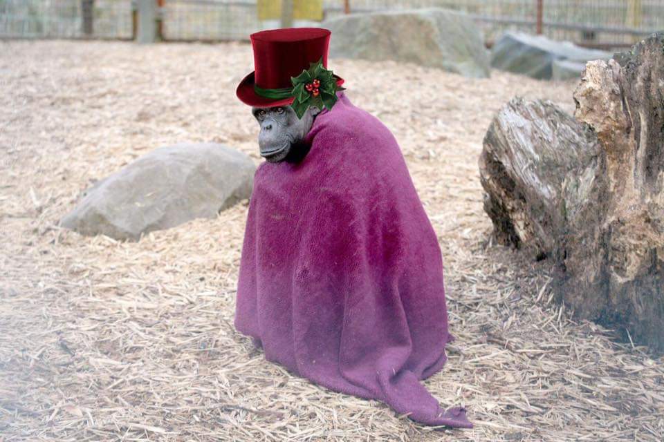 Wales Ape & Monkey Sanctuary tweet media