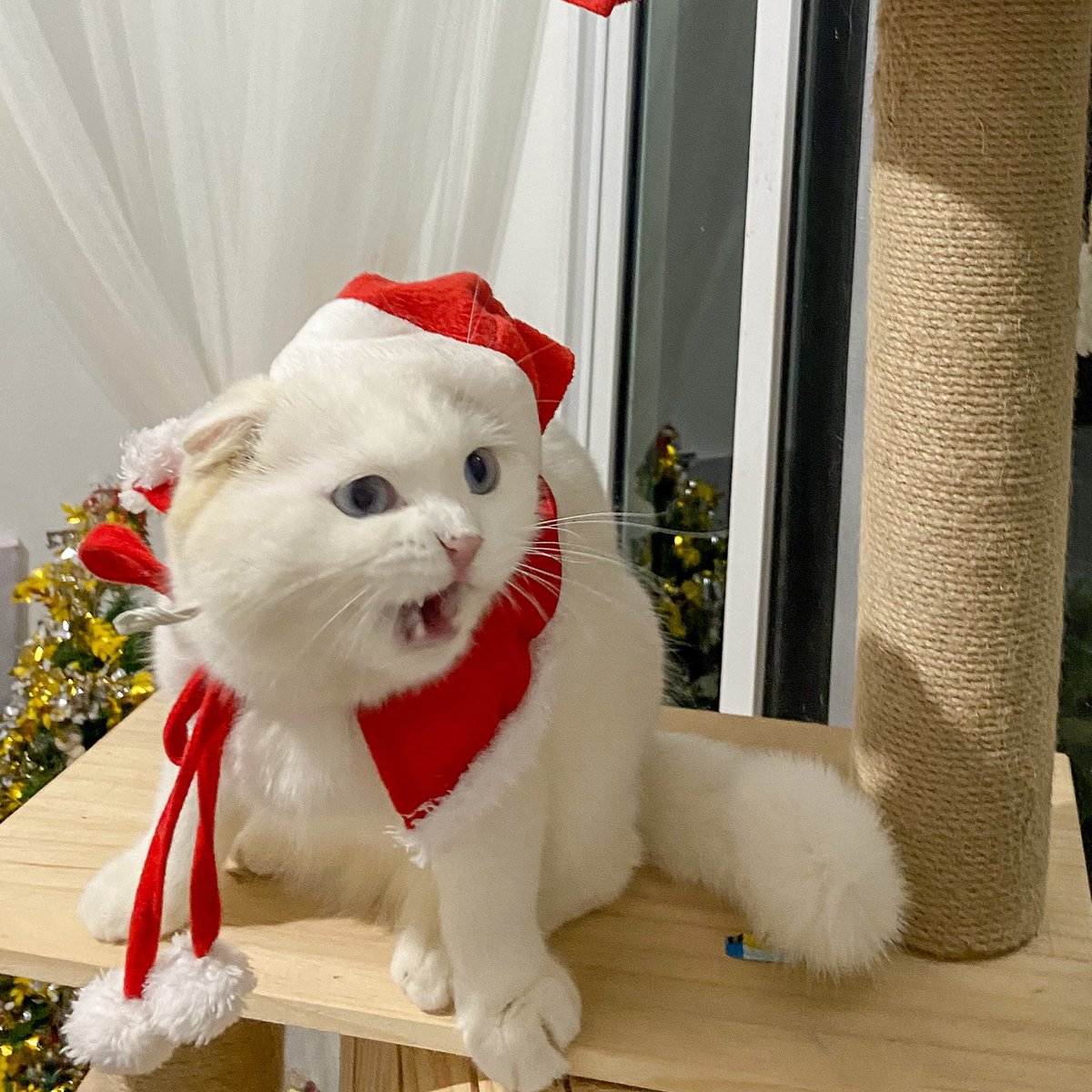 ૮꒰˵• ﻌ •˵꒱ა tweet media
