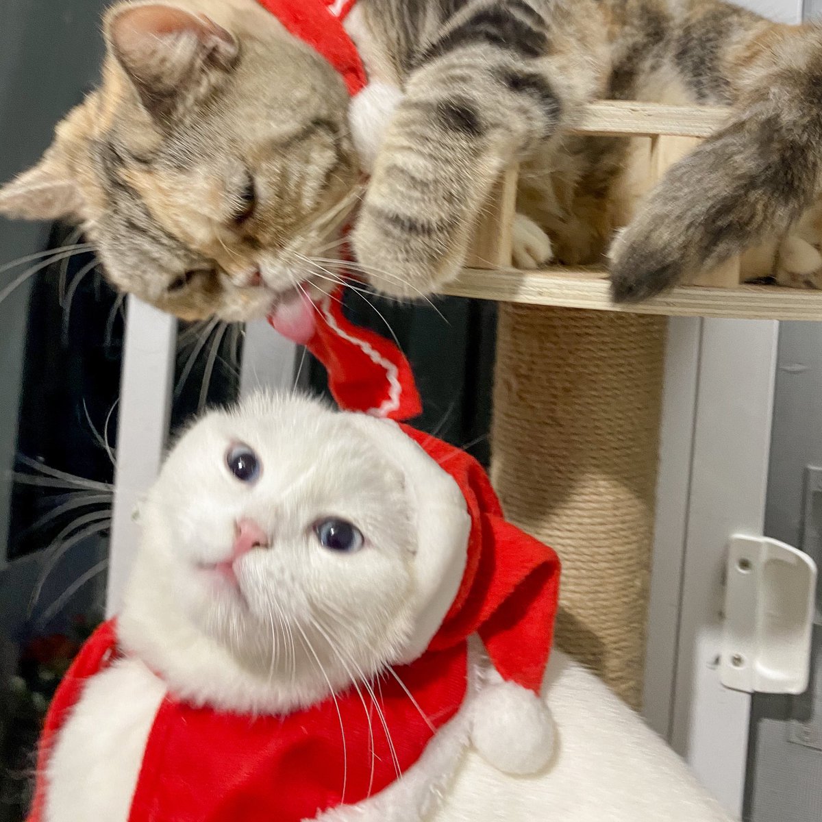 ૮꒰˵• ﻌ •˵꒱ა tweet media