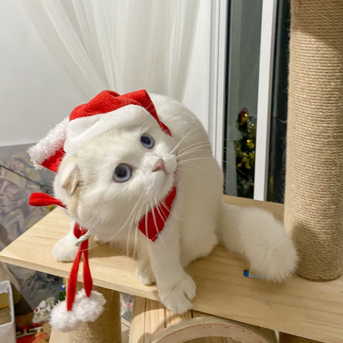 ૮꒰˵• ﻌ •˵꒱ა tweet media