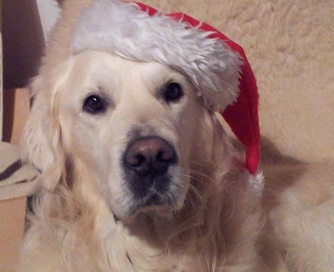 VentureJet's tweet photo. Big socially distanced hugs to everyone this Christmas. #Dogboss https://t.co/U7tejzP5ns