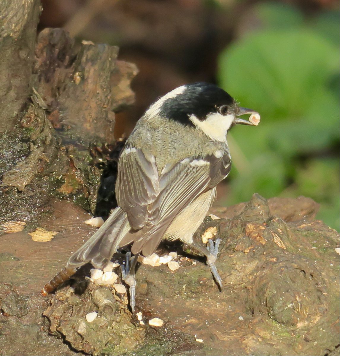 lynda_lambert's tweet photo. Coal tits aplenty at Upton Country park today. Seemed to appreciate my offerings over plain seed already there.  #suetpellets, peanutgranules https://t.co/jeTjKytPWx
