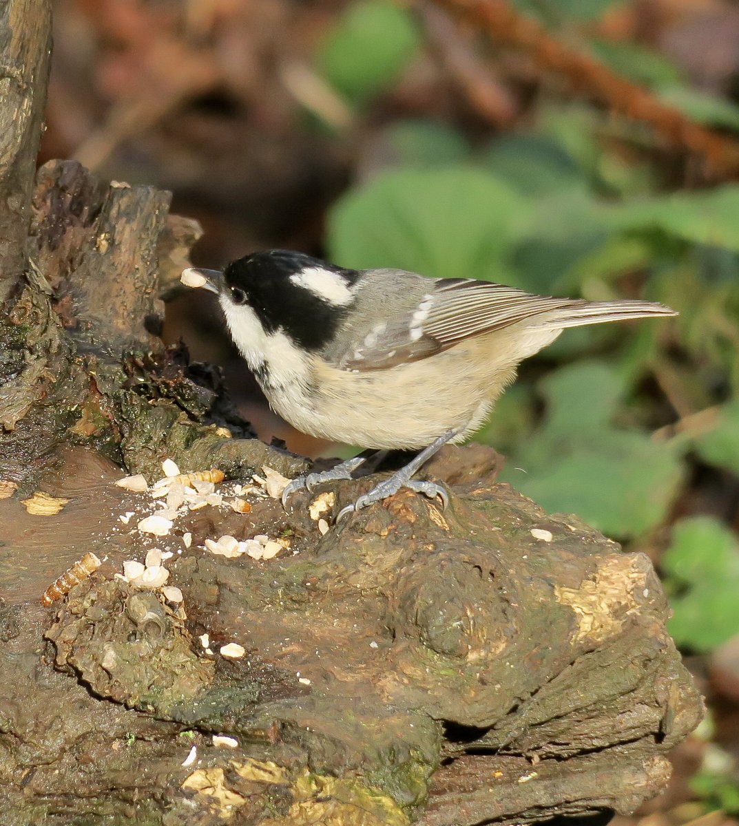 lynda_lambert's tweet photo. Coal tits aplenty at Upton Country park today. Seemed to appreciate my offerings over plain seed already there.  #suetpellets, peanutgranules https://t.co/jeTjKytPWx
