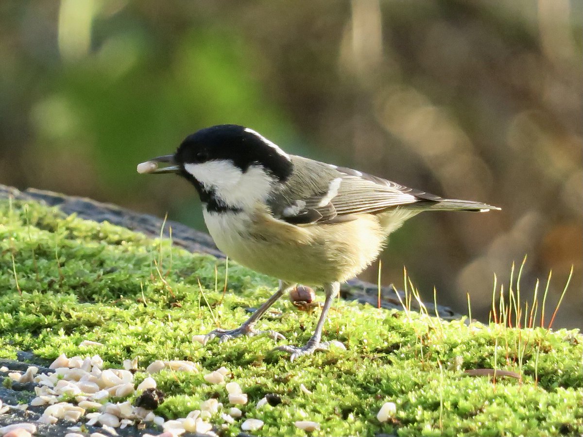 lynda_lambert's tweet photo. Coal tits aplenty at Upton Country park today. Seemed to appreciate my offerings over plain seed already there.  #suetpellets, peanutgranules https://t.co/jeTjKytPWx