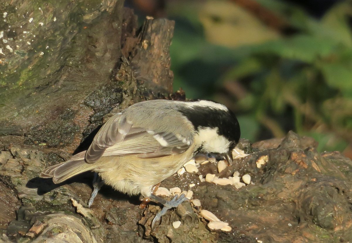 lynda_lambert's tweet photo. Coal tits aplenty at Upton Country park today. Seemed to appreciate my offerings over plain seed already there.  #suetpellets, peanutgranules https://t.co/jeTjKytPWx
