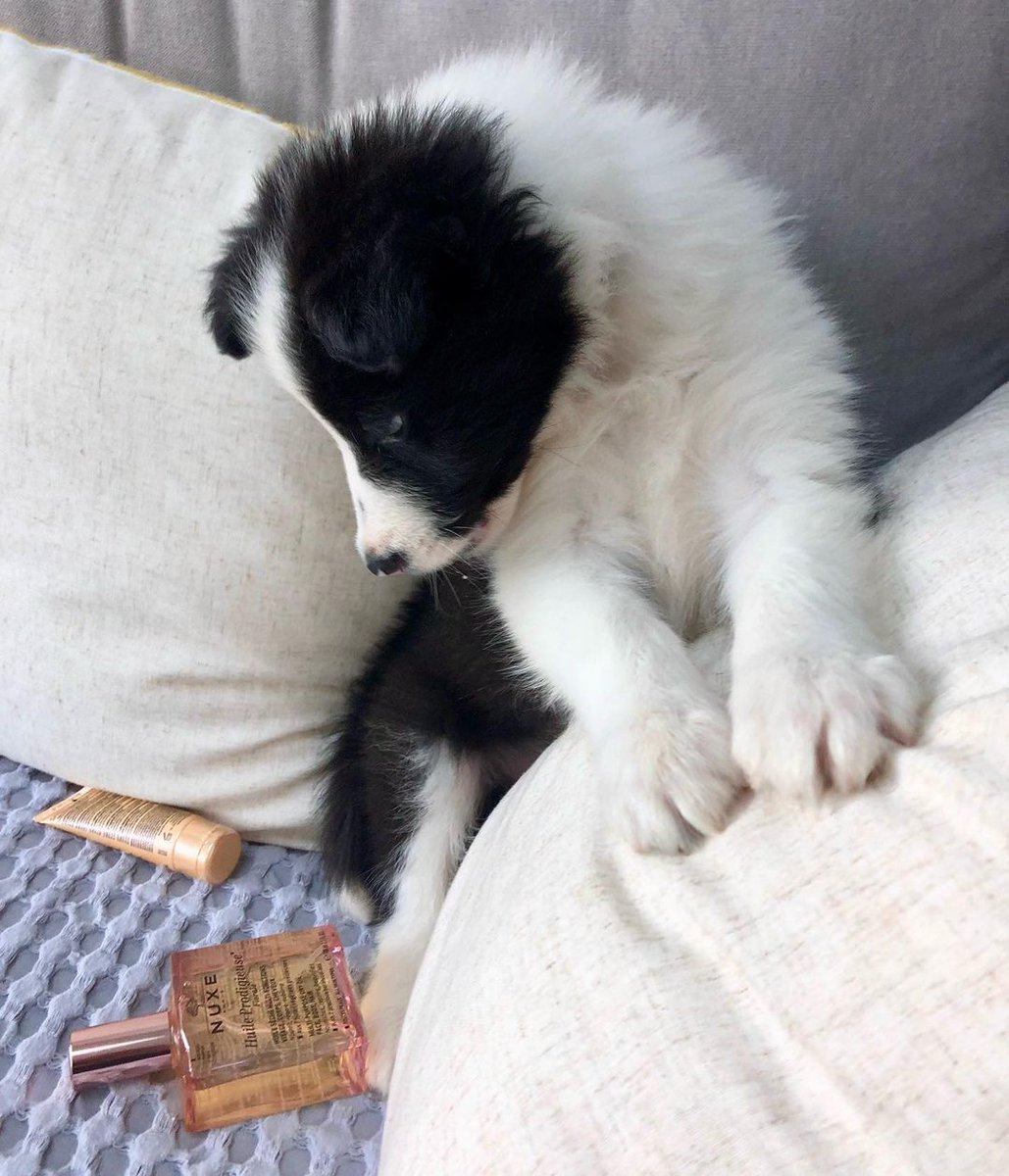 Our current mood - staring at the last few presents that need wrapping ✂️ and wondering if we can just keep them for ourselves instead!

Are you going to keep any?  🎁

📷 perry_the_collie

#Nuxe #NuxeUK #Christmas #ChristmasEve #ChristmasGifts #Skincare #Gifts #Beauty
