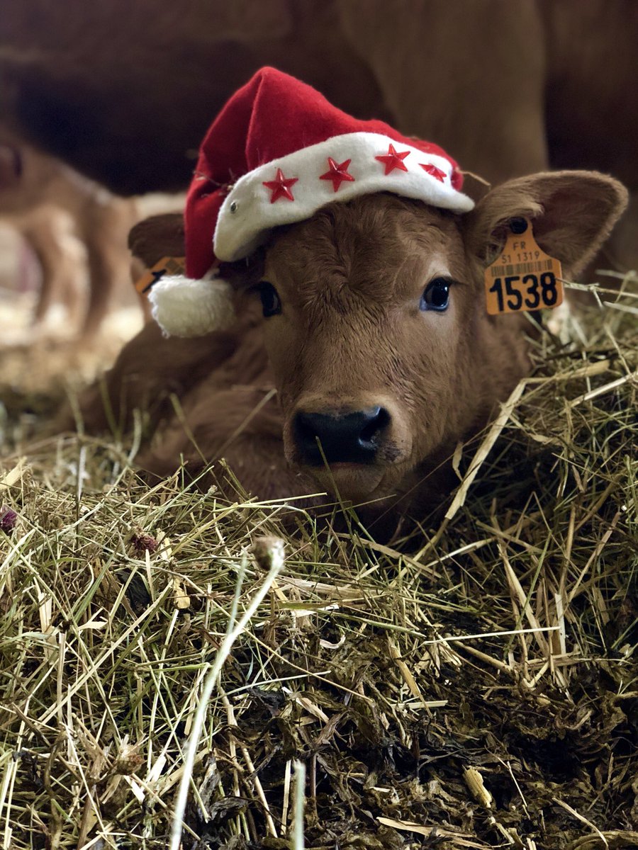 Joyeux noël les <a href="/Fragritwittos/">FranceAgritwittos♥️</a>, joyeux noël tout le monde ! Profitez 👨‍👩‍👧‍👦🍾❣️    #Noel   #JoyeuxNoel #Christmas   #Christmascow #Christmas2020 #FrAgTw