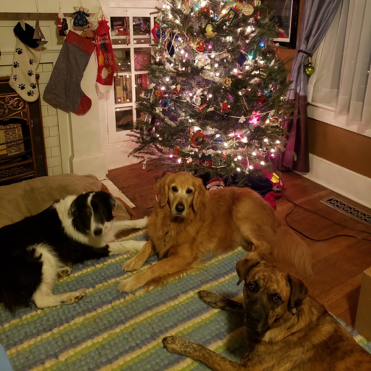 Henleytherapy's tweet photo. I got to hang out with some of my favorite bffs for Christmas! Wishing you and yours a safe, healthy, happy holiday and a blessed New Year! #goodriddance2020, #thankful, #bringonthetreats, #MerryChristmas, #HappyNewYear https://t.co/kWAw9MzHMA