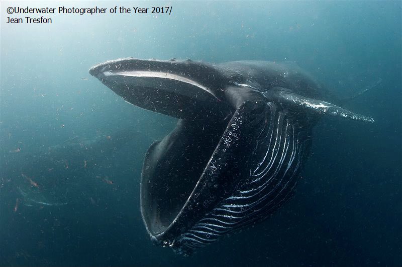 Need a break from eating too much this Christmas. Less than two weeks left to enter #UPY2020. Jean Tresfon’s humpback feeding was awarded in 2017. More info and enter here:
underwaterphotographeroftheyear.com