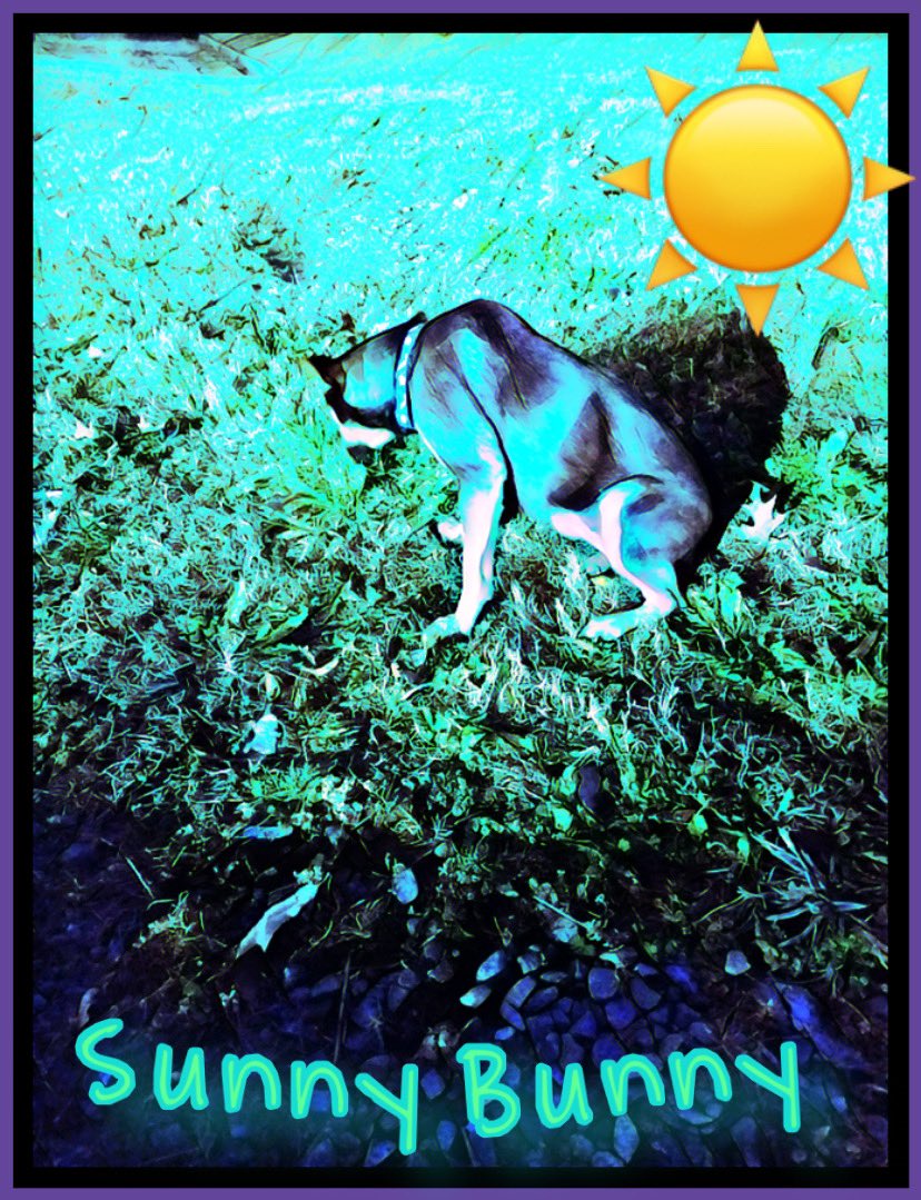 WWA4ATL's tweet photo. #WWA4 Emotional support x security dog #SUNNY 🐕 #SunnyBunny the #SunONE #Sun1 https://t.co/0b50ls6ZIm