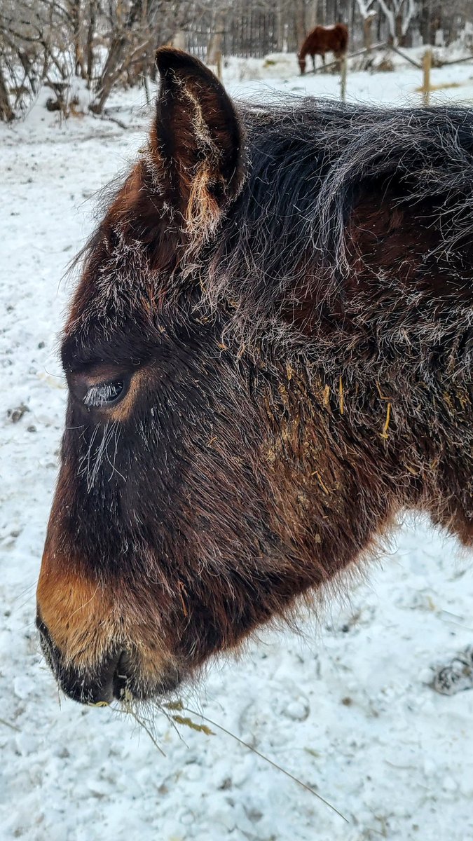 JBMEquiFarms's tweet photo. I don't think Yogi is impressed with the extreme cold here in #manitoba and of course MommaBoo has the face full of food (like when a waiter asks....how is everything 🤣😂)
#yogibear #yogiandbooboo #babyboo #mommaboo #grace #extremecold #mbwx #horses #manitobaweather #frosty https://t.co/8yOmM5qPEq