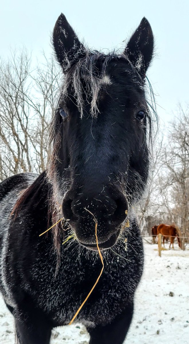 JBMEquiFarms's tweet photo. I don't think Yogi is impressed with the extreme cold here in #manitoba and of course MommaBoo has the face full of food (like when a waiter asks....how is everything 🤣😂)
#yogibear #yogiandbooboo #babyboo #mommaboo #grace #extremecold #mbwx #horses #manitobaweather #frosty https://t.co/8yOmM5qPEq