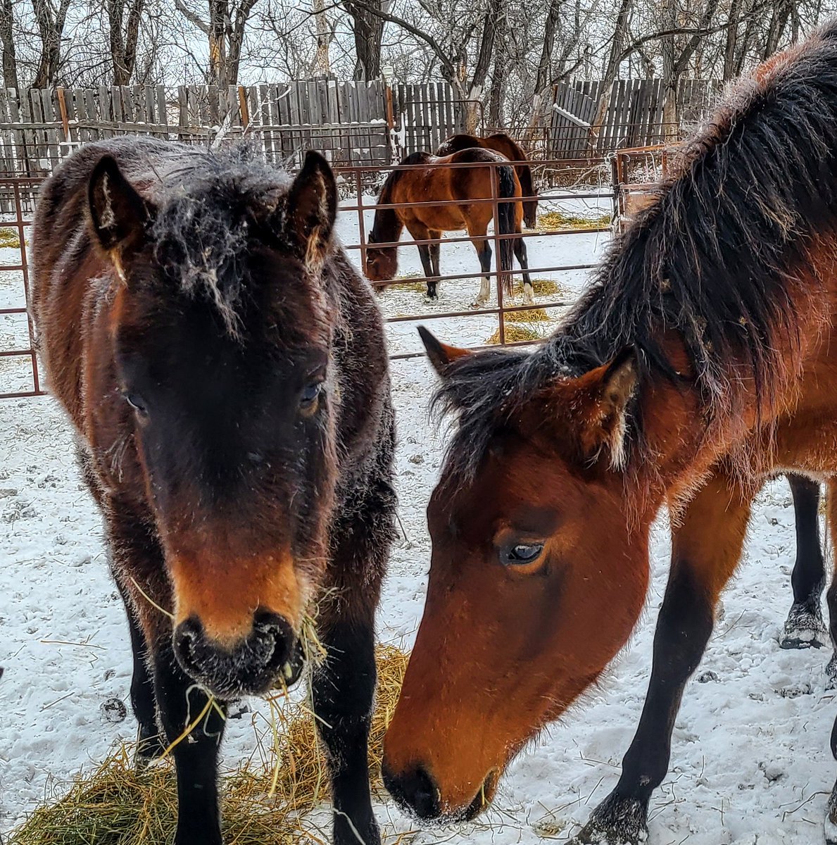 JBMEquiFarms's tweet photo. I don't think Yogi is impressed with the extreme cold here in #manitoba and of course MommaBoo has the face full of food (like when a waiter asks....how is everything 🤣😂)
#yogibear #yogiandbooboo #babyboo #mommaboo #grace #extremecold #mbwx #horses #manitobaweather #frosty https://t.co/8yOmM5qPEq