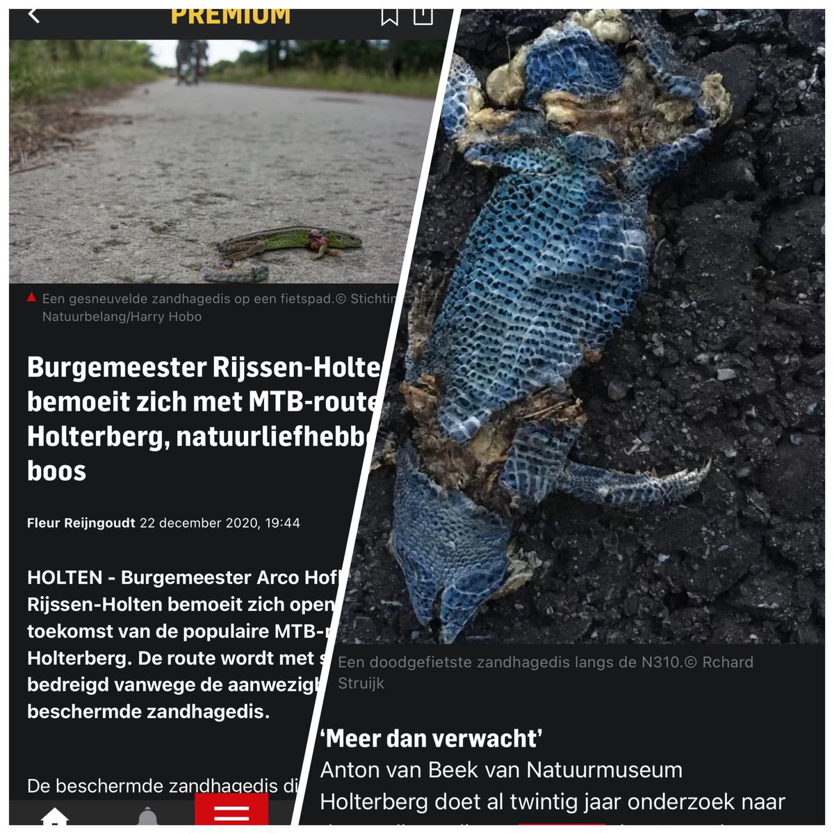 TheodeRooij's tweet photo. De rapen waren deze week weer gaar in #Tubantia. Los van alle gekrakeel rond door vermeende MTB fietsers doodgereden #zandhagedissen en een stellingnemende burgemeester waren de foto's  bij het stuk veelzeggend. Twee doodgereden hagedissen.. op asfalt 🤥 https://t.co/jYpqui6PyF