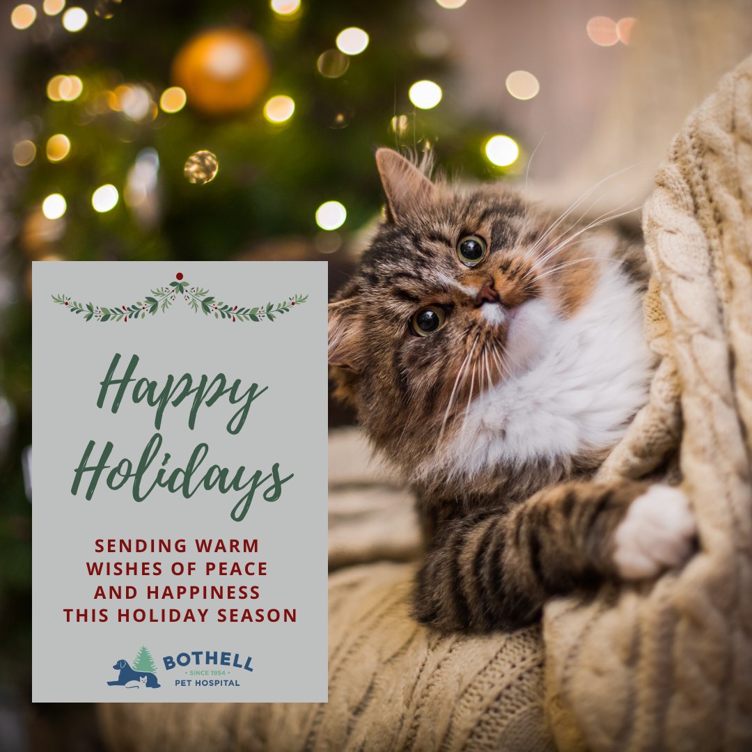 BothellPetHosp's tweet image. Sending warm wishes of peace, happiness and good healthy this Holiday Season! 

#bothellpet #bothell #catsofbothell #happyhowlidays #meowychristmas #woof #meow #kittens #puppies #dogs #cats #goodtidings #happyholidays #merrychristmas #newyear #santaisonhisway #santahat
