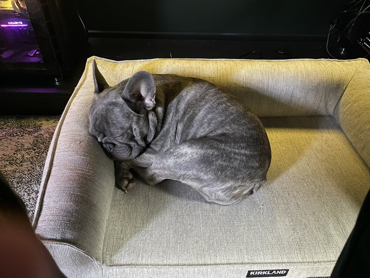 Christopher_Odd's tweet image. My office manager is sleepin on the job today!