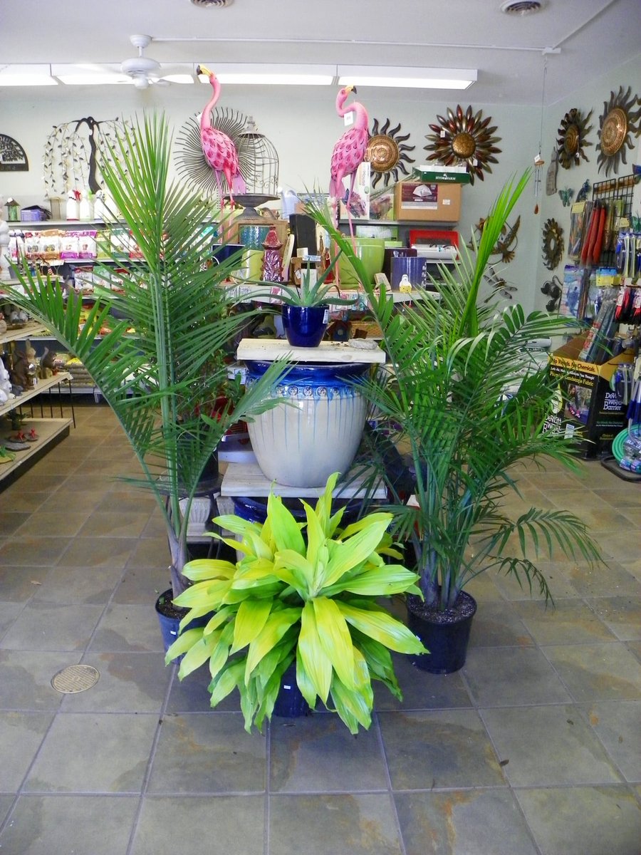 EvergreenGenes's tweet photo. If you've never visited our local garden store, why haven't you? The selections that we have to offer are fantastic. Allow us to elaborate on the benefits that you can gain from visiting local garden centers. https://t.co/tqlNu7fYwq https://t.co/ZHmFR9MFAF
