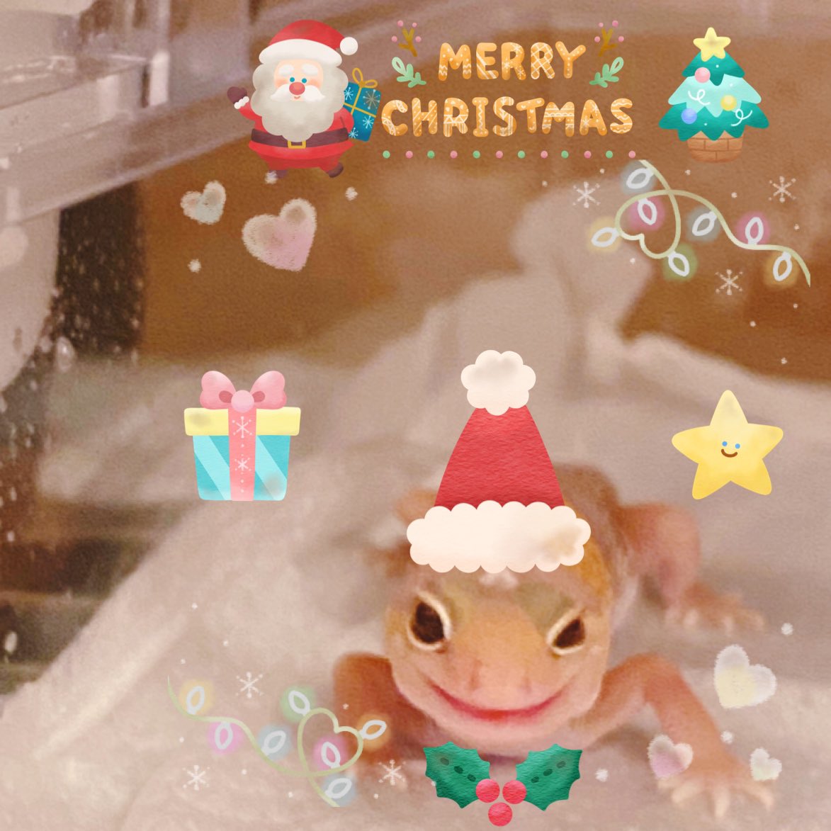 bsg_gecko's tweet photo. マシマロちゃんがかわいいすぎた。
#メリクリ
#レオパードゲッコー
#ニシアフリカモドキ https://t.co/vdi6h1cC2z