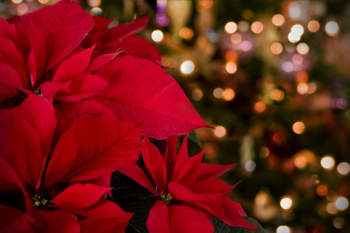 May your holidays be filled with warmth and happiness. 
•
•
•
#MontereyPlazaHotel #Monterey #California #MontereyBay #DistinctlyCalifornia #BestCoast #BestInTravel #SeeMonterey #VisitCalifornia #WestCoastTravels #CaliforniaTrip #VisitMonterey