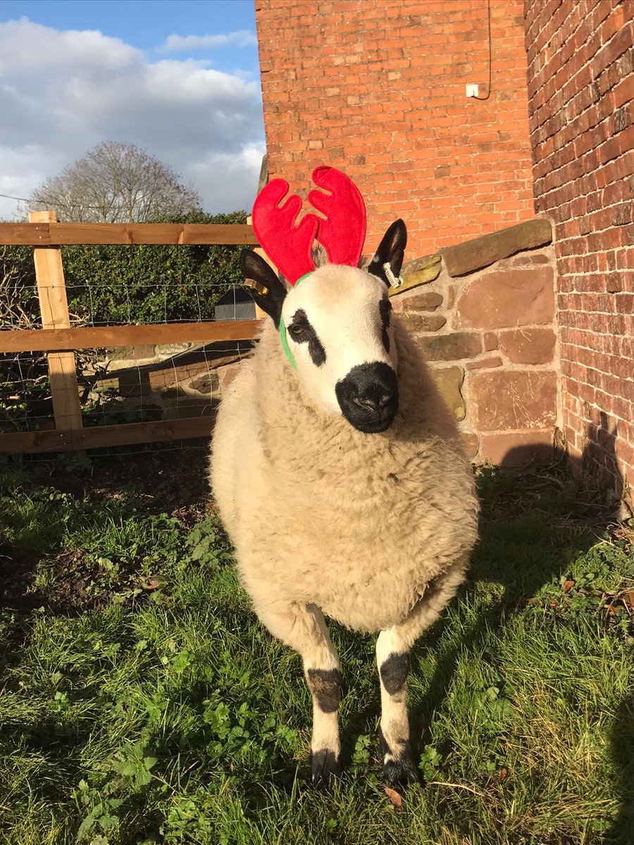 FullardsFarm's tweet photo. Merry Christmas https://t.co/TgeEqPqhqp