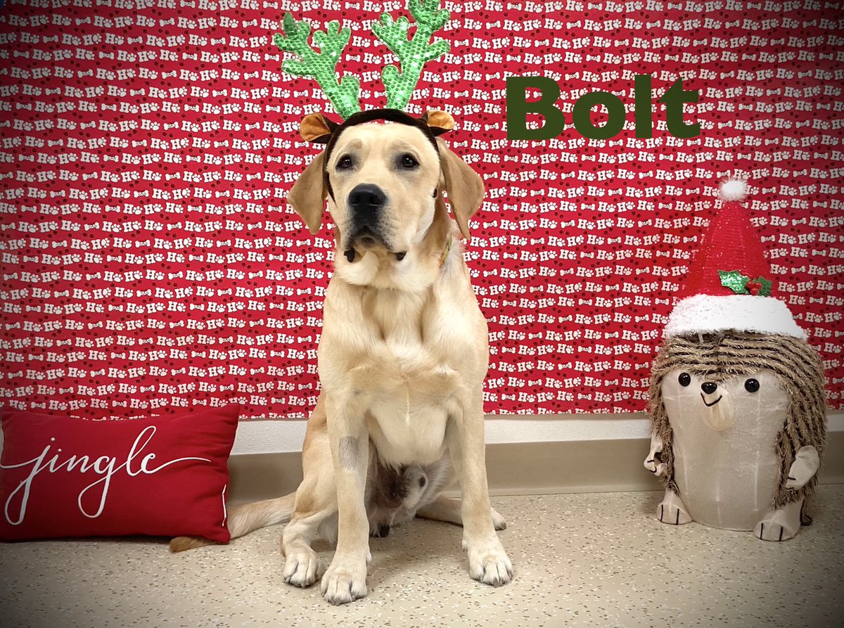boltspup's tweet photo. Wanted to dress the part just in case Santa needs me later 🐾🎅🏻 https://t.co/wCx4uOUjQU