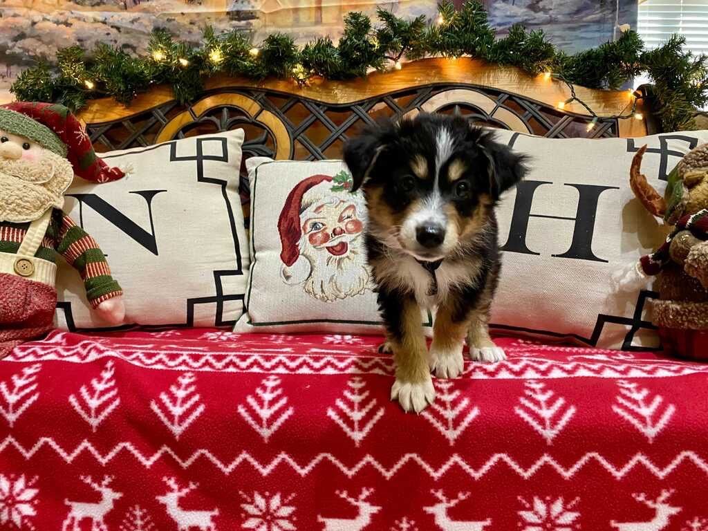 NHAH_AR's tweet photo. Baby boy Bosko 🤩🤩🤩

#northhillsanimalhospitalar #northhillsanimalhospital #sherwoodar #dogsofinstagram #instapuppy #dogoftheday #pethealth #doglover  #adorable #veterinaryclinic #dogsofsherwood #dogsofnlr #vetsofAR #barkansas #dogsofarkansas #arkansasdogs #dogtor #nhah_ar https://t.co/jl2NMCpkae
