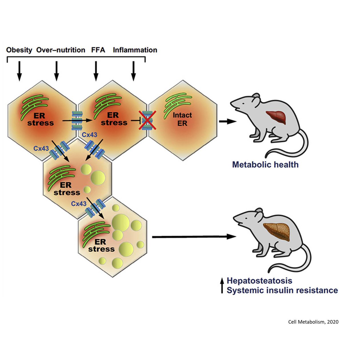 ScienceMission's tweet photo. Intercellular Transmission of Hepatic ER Stress in Obesity
https://t.co/QX081BZj4N https://t.co/HlodoplK5d