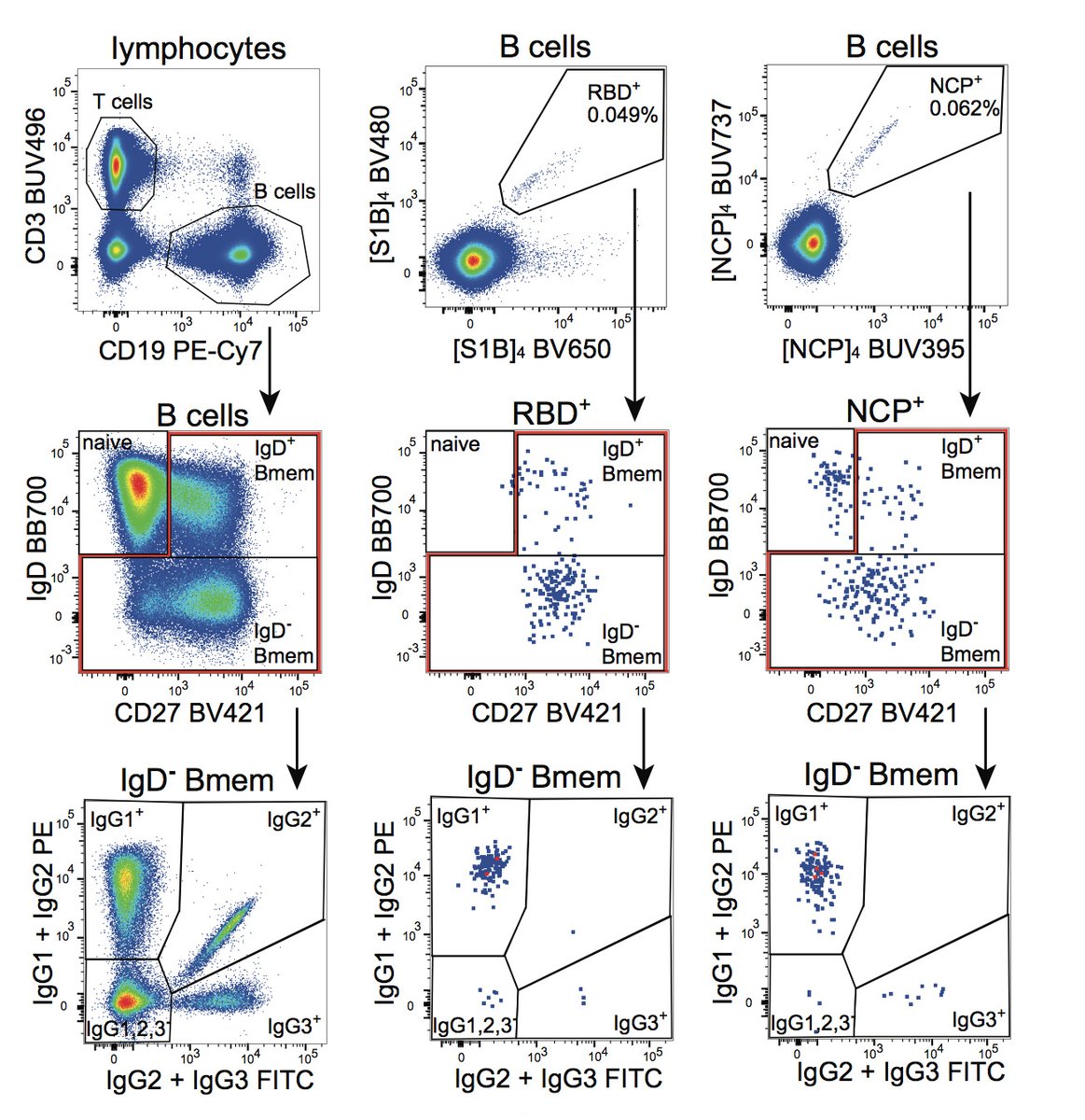 SciImmunology's tweet photo. Memory B cells (mostly IgM+IgD+ and IgG1+) for #SARSCoV2 S and N proteins are more stable in blood than #antibody levels for up to 8 mos. after #COVID19. New #Bmem tetramer data from #vanZelmlab @ImmunologyMU @CCSMonash @emmye1984 #openaccess

Link: https://t.co/6u59LXqvff https://t.co/DQKgIQOGIM