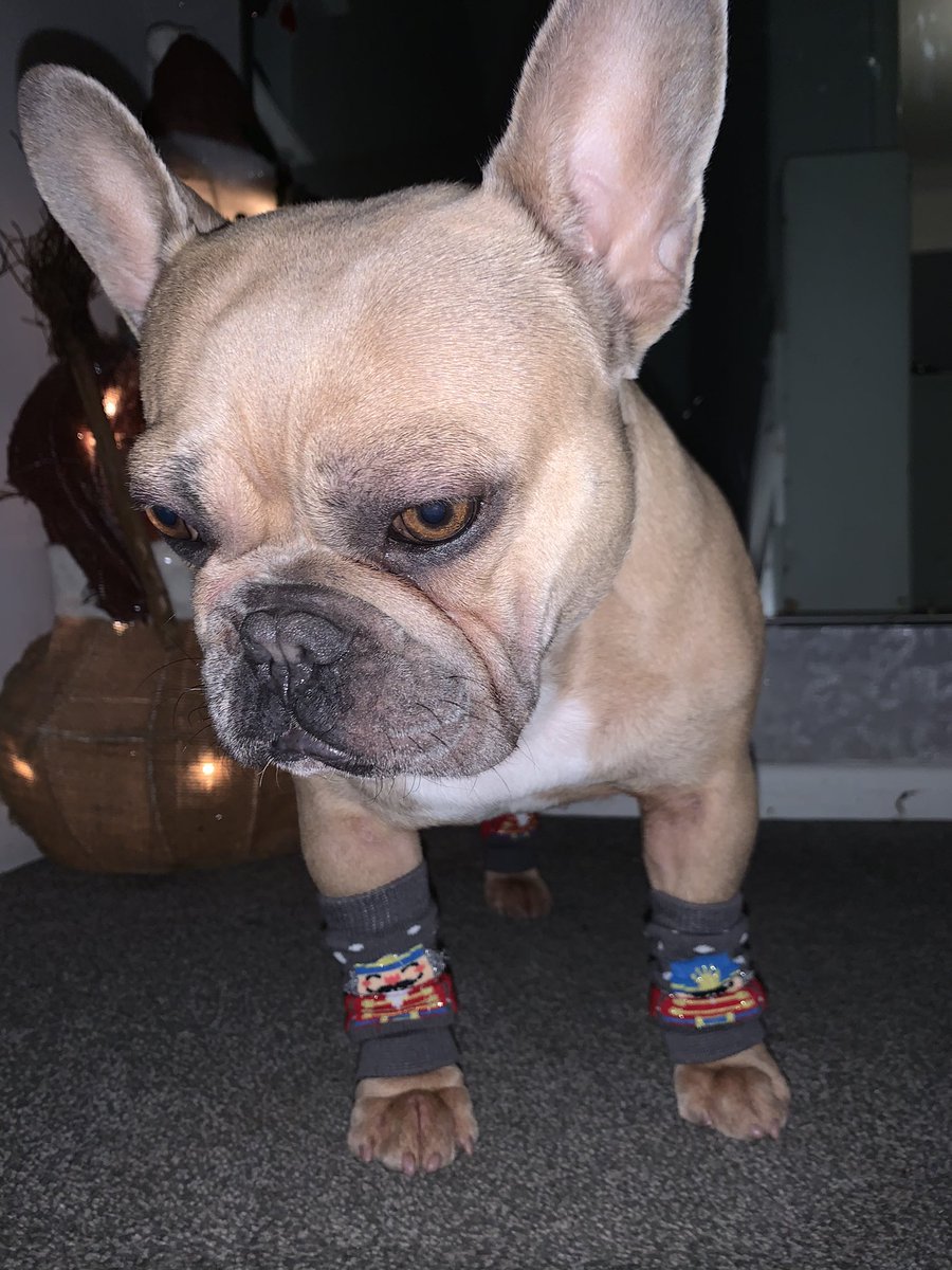 coco_th's tweet photo. She thinks my #Christmas nut cracker leg warmers look cute 🥰 I’m not to sure but I went for walkies in them and manage to get 3 off before I got home!! 🤪🎅🏻🐾👏🏻❄️ #ChristmasDressUp #Frenchiesoftwitter #1sleep #NuttiestTimeOfTheYear https://t.co/AQfkh9IoWW