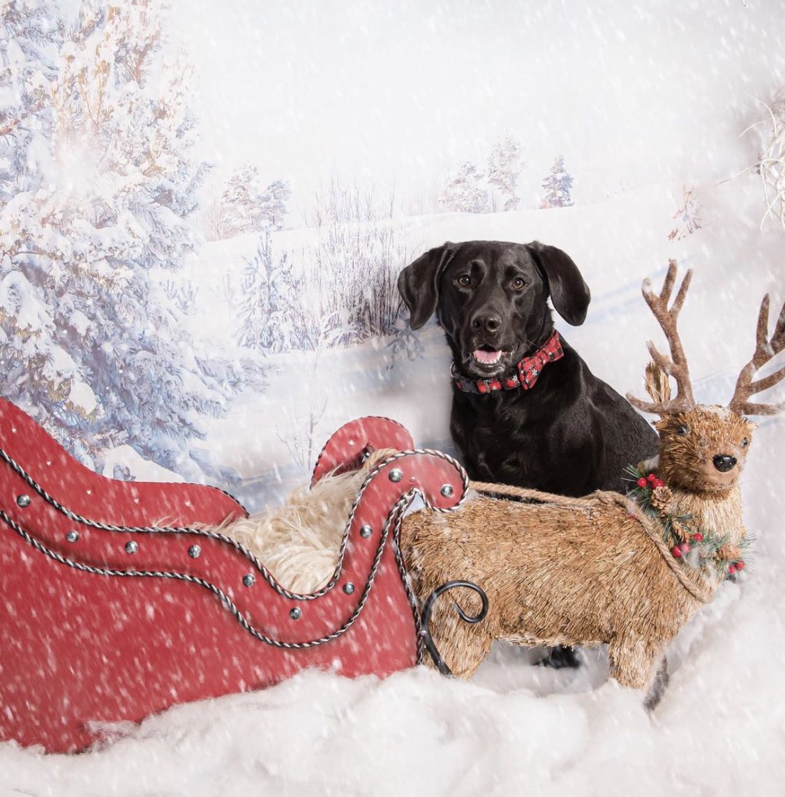 Brooks Koepka tweet media