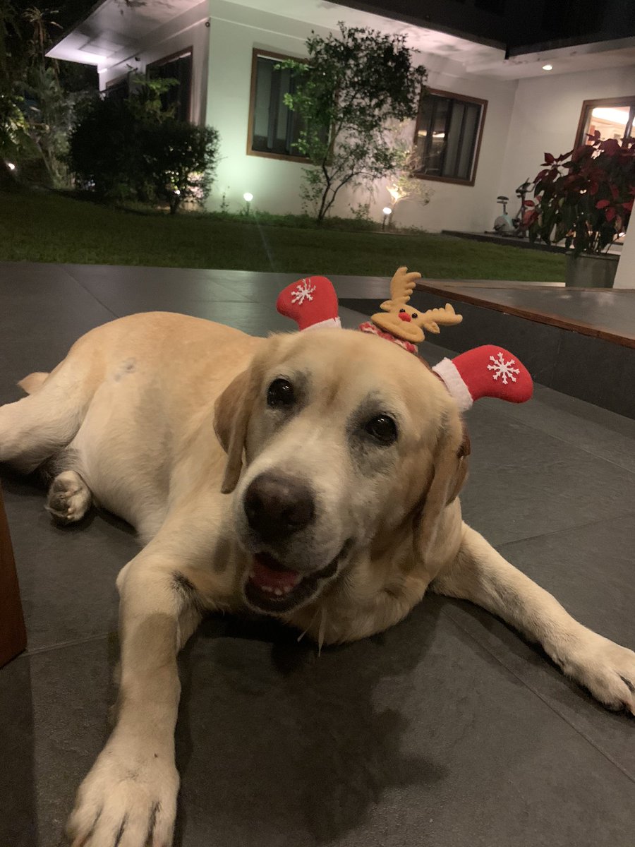 rafasreyna's tweet photo. Yoki says Merry Christmas. It makes me a bit sad that she’s just getting older every year, but I appreciate everyday that she is around! 10 years old in 2021. Love you Poochy!!! 🎄🎁🎄🎁 Merry Christmas everyone! https://t.co/BPlLE8P7Ki