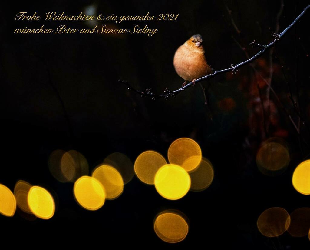 Frohe Weihnachten!
Merry Christmas!

#christmas #weihnachten #merrychristmas #christmastime #weinachtsgrüsse instagr.am/p/CJL__ldAY4x/