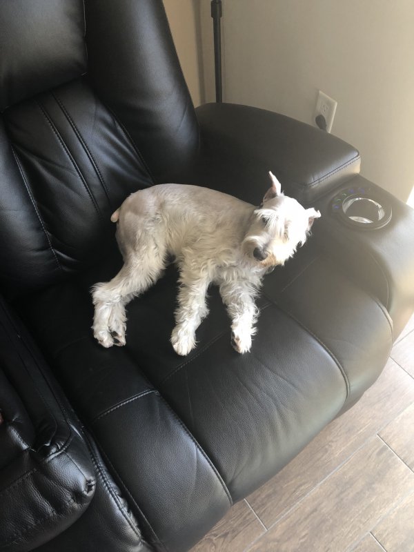 fidofinder's tweet photo. Lost dog Jaeger in Miami, FL US (33182) #lostdog https://t.co/czWXtMvft6 https://t.co/RJ90TTHzJa