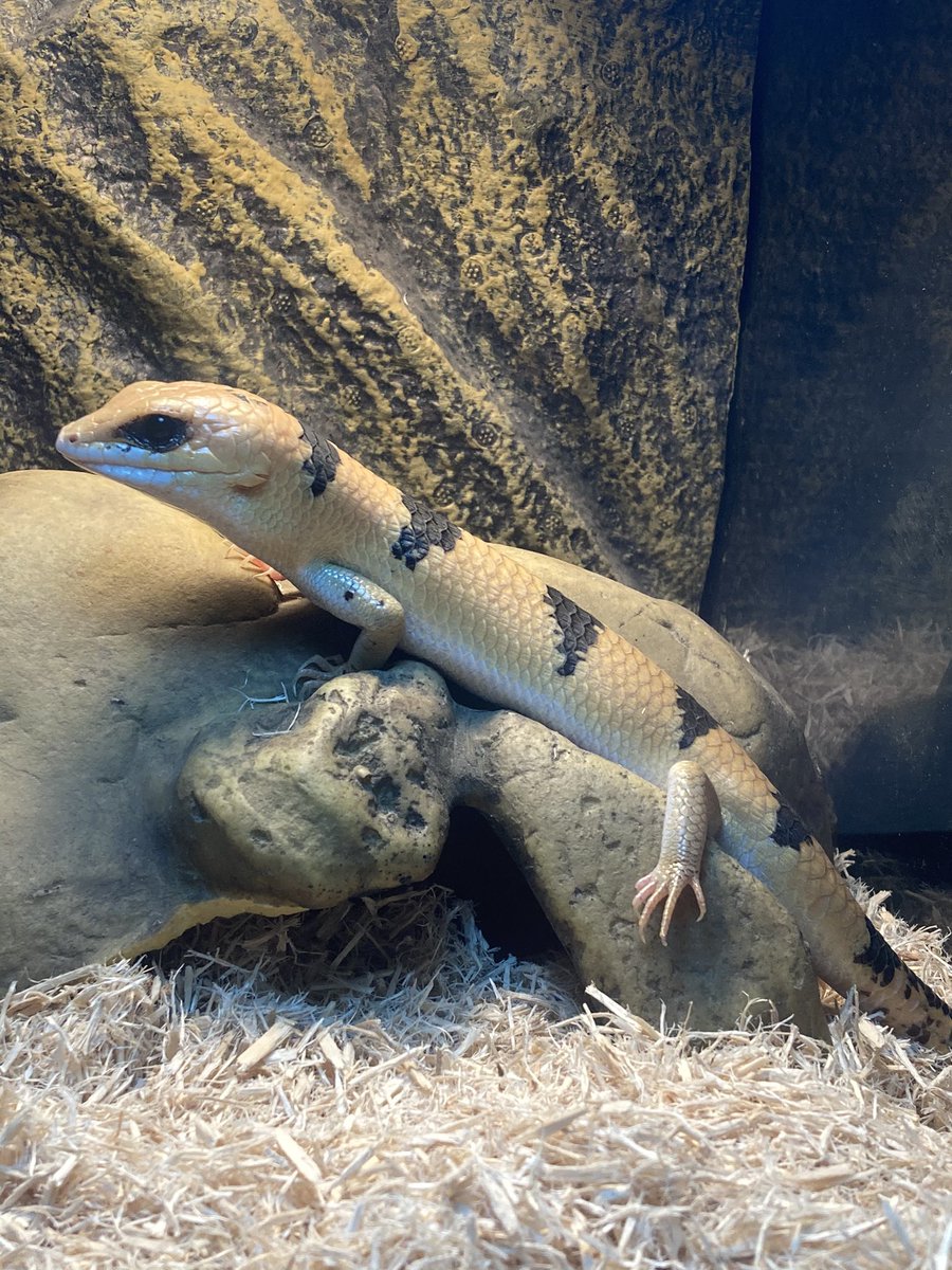 AWigglingCobra's tweet photo. Reptile Gang 🦎🦎🐍 https://t.co/J0Q0wXIXbX
