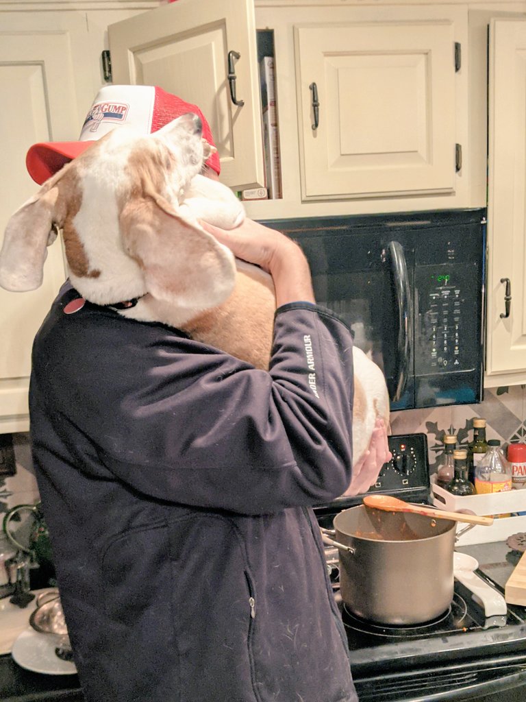 JelloBeagle's tweet photo. @graciemaebeagle Watch out Olliefur! When you look so scrumptious they might think you're an ingredient! #JustAddLemon #TheresAlwaysRoomForJello #NotFunnyDad https://t.co/k1jOy5kf6c