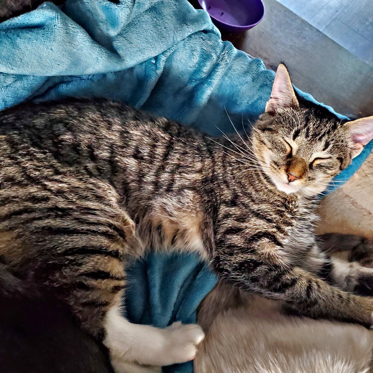 POfcats's tweet photo. Roo and Timone are still looking for their forever home😍 till then they are enjoying staying at the fluff responders residence 🤣🤣 #adoptme https://t.co/h7Amt2itI1