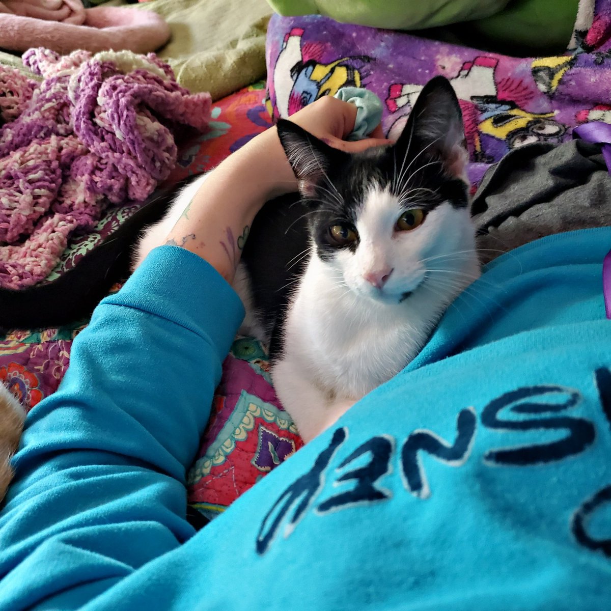 POfcats's tweet photo. Roo and Timone are still looking for their forever home😍 till then they are enjoying staying at the fluff responders residence 🤣🤣 #adoptme https://t.co/h7Amt2itI1
