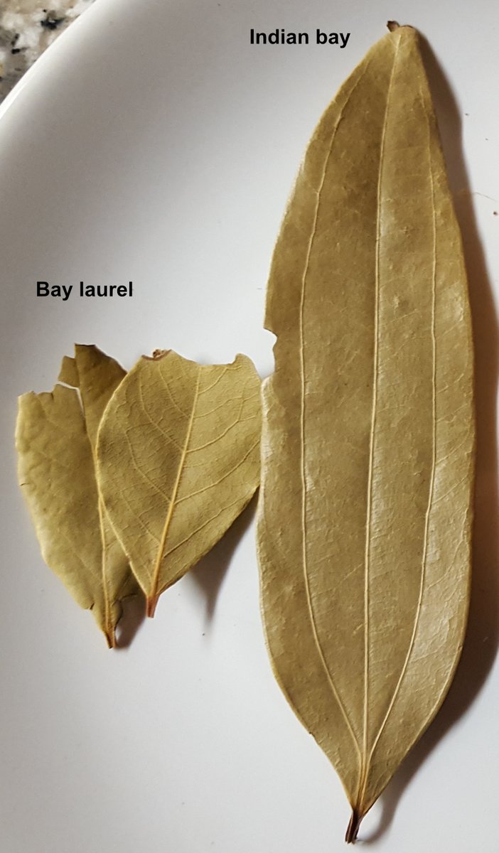 these are ethereal oil cells, specialized cells that accumulate volatile substances that give the spices their aroma! They can be present in the leaves, such as in bay laurel (Laurus nobilis) or indian bay (Cinnamomum tamala)...