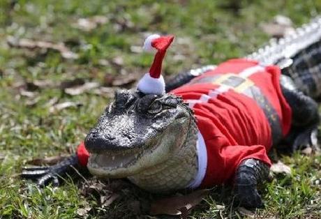 Gators Daily 🐊 on X: 'Twas the night before Christmas, when all