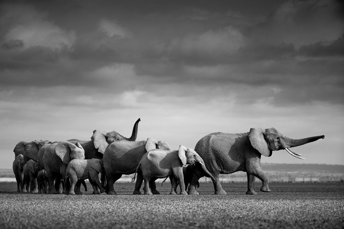CanonEMEApro's tweet photo. “With the absence of tourists, I captured the migration in Amboseli and, magically, an historic elephant baby-boom.” #grandness 📸: Pie Aerts - Canon Ambassador. See all the images in this series here: https://t.co/ua4WfGN42o https://t.co/dSrgGw0xUR
