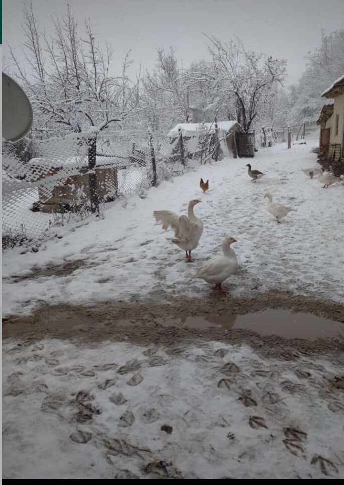 elgun_must_stay's tweet photo. Guba, Tanga Alti village 🇦🇿
#FirstSnow #Appleland #Azerbaijan https://t.co/ePT35a5itH