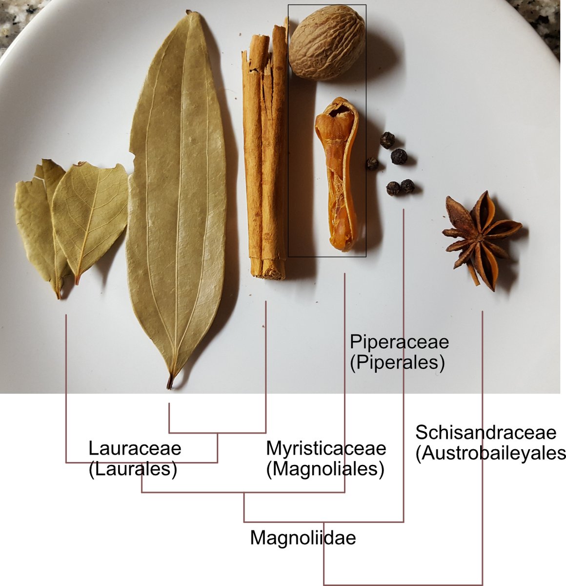 However, most of these spices are closely related, being part of the magnoliids (a group also including Magnolia, Aristolochia, avocadoes). Here is a  #phylogeny of the  #spices for all to enjoy! And happy holidays to everyone!  #plantmas  #iamabotanist