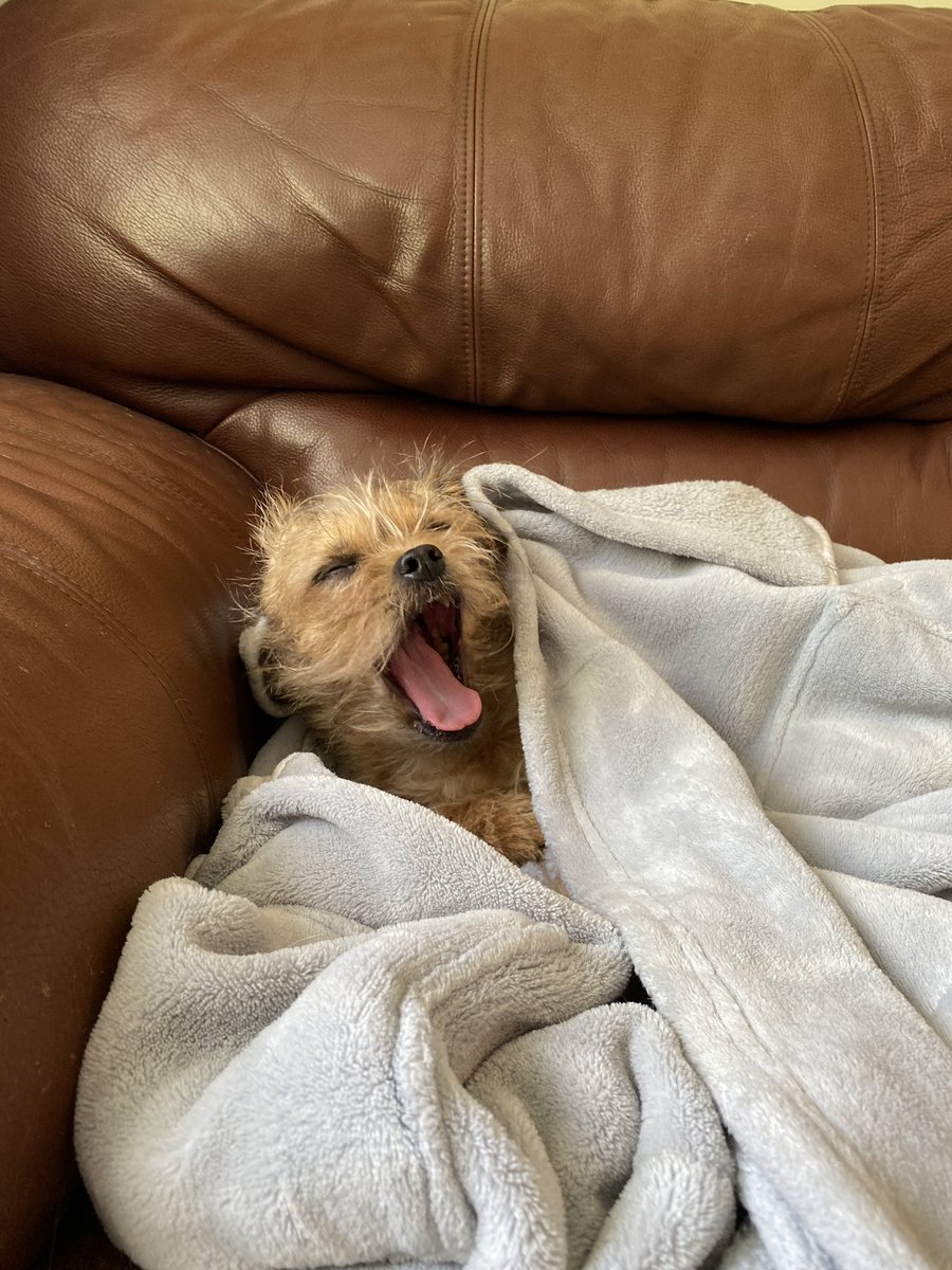 anxious__emmy's tweet photo. 10 years of Charlie 🥺♥️ https://t.co/AgsUrZYTkZ