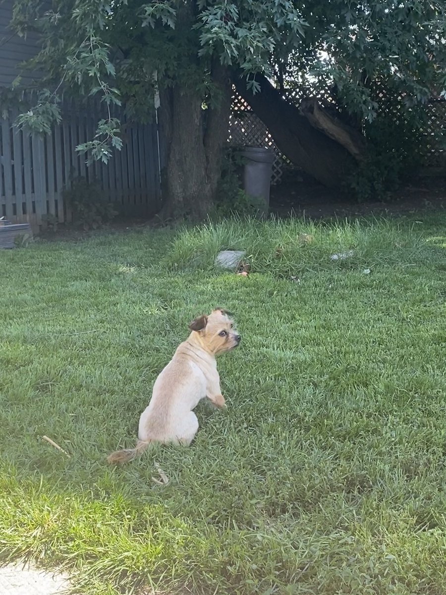 anxious__emmy's tweet photo. 10 years of Charlie 🥺♥️ https://t.co/AgsUrZYTkZ
