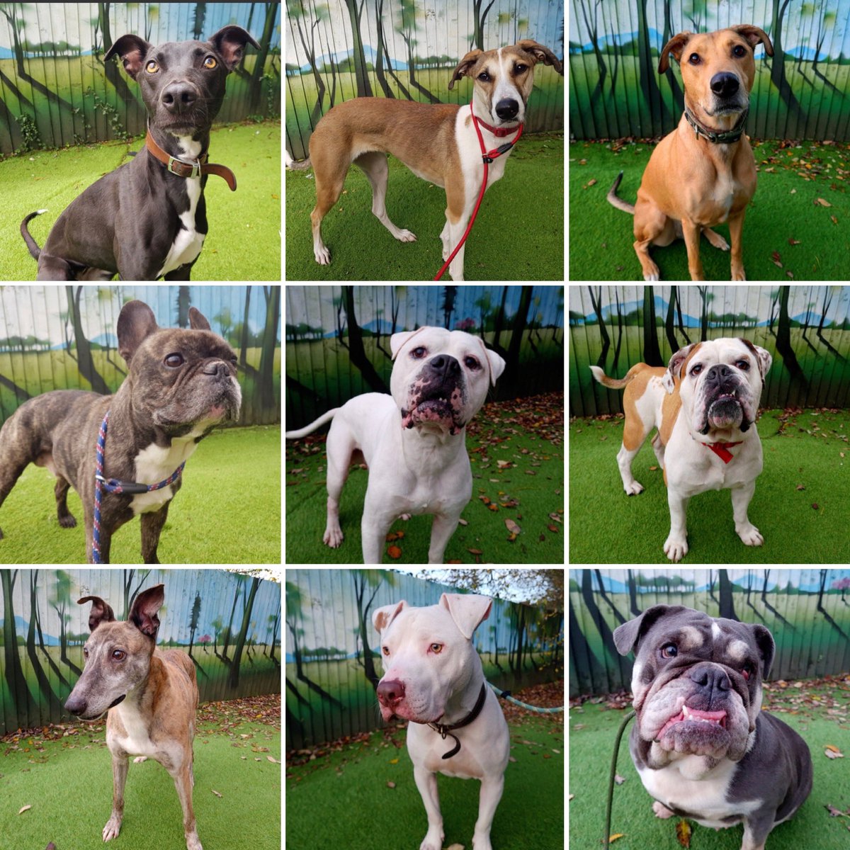 Cardiff Dogs Home, The Rescue Hotel tweet media