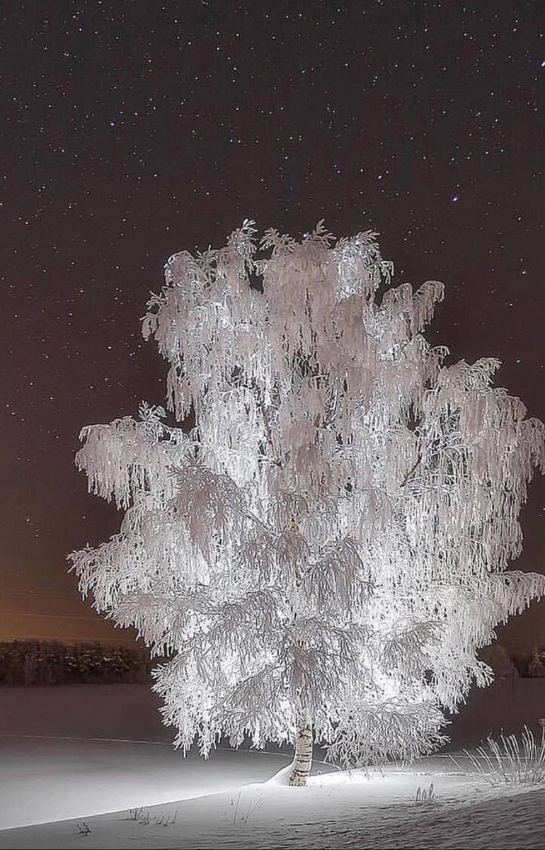 clara_gulp's tweet photo. @RobertoBolle Grazie di ♥️  
Tantissimi Auguri anche a te che sei la persona più luminosa che abbia mai visto 💫💫💫
#buonnatale #MerryChristmas https://t.co/i02fruantg