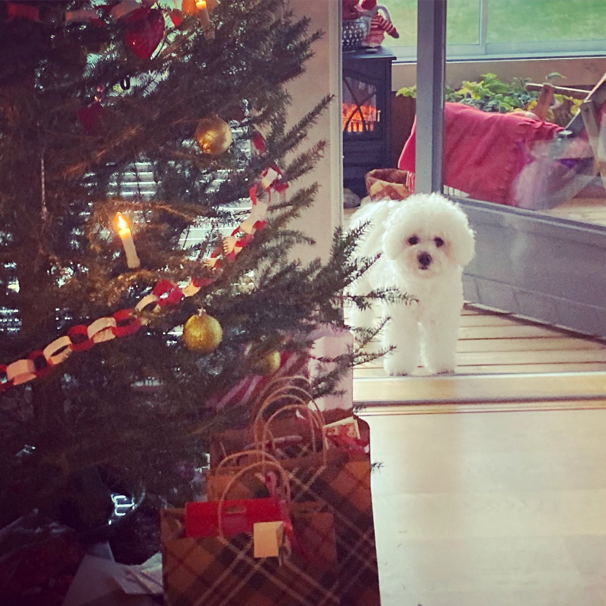 ilonatormikoski's tweet photo. Oikein Hyvää joulua kaikille❣️*** Merry Christmas ❣️ *** Joyeux Noël❣️ *** Season’s Greetings❣️ *** God jul❣️#joulu #Christmas #exit2020 https://t.co/RSrEqKQ51F