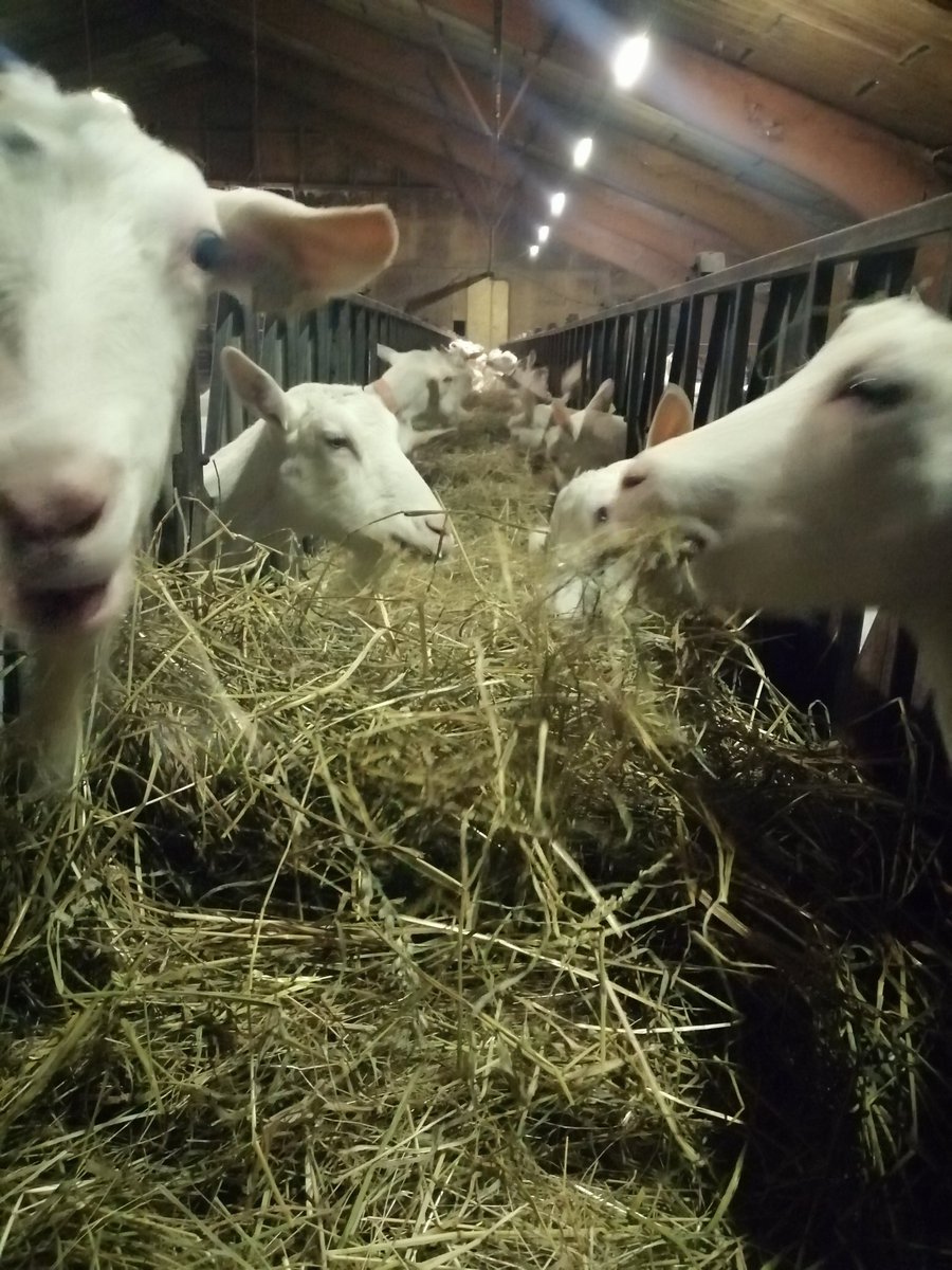 GermainAlbespy's tweet photo. #MonAventPhoto #jour24
Bon #réveillon de #Noël & bon appétit à tous !
Faites vous #Plaisir et #régalez vous avec tous les produits des #agriculteurs, #pêcheurs, #ostréiculteurs #français & le savoir faire de nos #artisans pour les sublimer !
#mangerfrançais #agriculture #élevage https://t.co/xv80jIyYWZ
